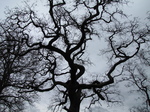SX22056 Silhouette of gnarly tree branches.jpg